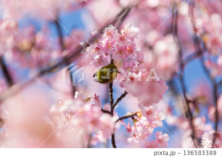満開の桜の中で蜜を吸うメジロ 河津桜 満開の桜の中で蜜を吸うメジロ 河津桜 136583389