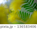 ミモザ 136583406