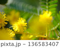 ミモザ 136583407