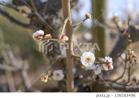 白梅 梅の花 梅 白色 春 2月 イメージ 136583496