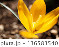 クロッカス 136583540