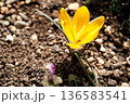 クロッカス 136583541