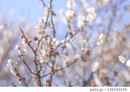 白梅 梅の花 梅 白色 春 2月 イメージ 白梅 梅の花 梅 白色 春 2月 イメージ 136583549