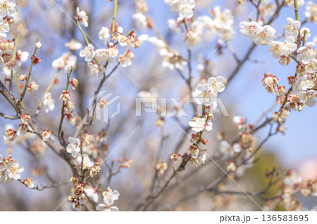 白梅 梅の花 梅 白色 春 2月 イメージ 136583695