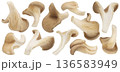 Oyster mushroom slices isolated on white background with clipping path, full depth of field 136583949