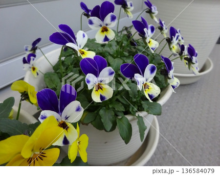 ベランダのビオラの花のプランター黄色と紫色 ベランダのビオラの花のプランター黄色と紫色 136584079