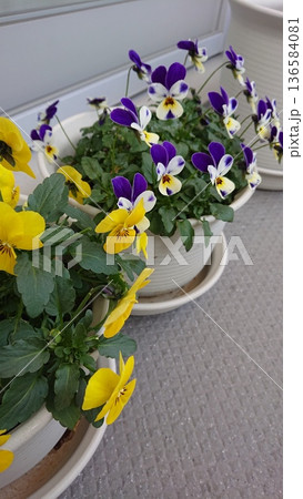 ベランダのビオラの花のプランター黄色と紫色 ベランダのビオラの花のプランター黄色と紫色 136584081