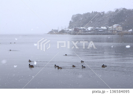 ロマンチック茨城（ラムサール条約登録の涸沼にしんしんと雪が降る、鳥達は活気に満ちていた。）広浦公園 136584095