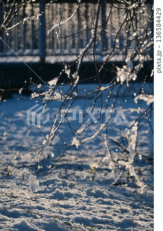 光と雪、冬の早朝の公園の雪景色 136584429