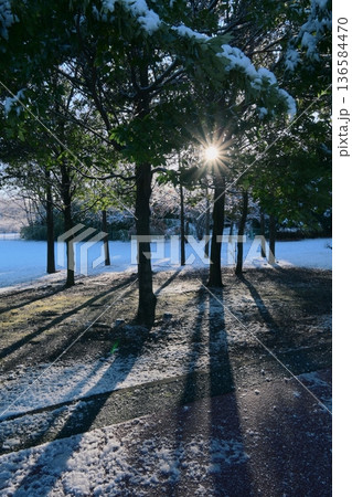 光と雪、冬の早朝の公園の雪景色 光と雪、冬の早朝の公園の雪景色 136584470