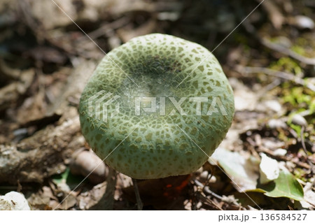 アイタケ アイタケ 136584527