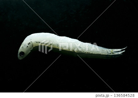 釜あげしらす 136584528