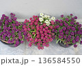 Alyssum in bloom. Pink, crimson, purple, violet, and white lobularia flowers blooming in pots on a terrace or balcony. Close-up. Light grey, solid-color background. Copy space for text. 136584550