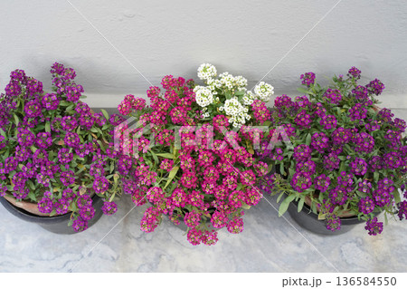 Alyssum in bloom. Pink, crimson, purple, violet, and white lobularia flowers blooming in pots on a terrace or balcony. Close-up. Light grey, solid-color background. Copy space for text. 136584550