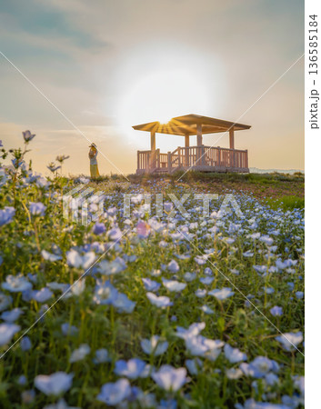 夕焼けと親子のシルエットとネモフィラの花が咲き誇る花畑 夕焼けと親子のシルエットとネモフィラの花が咲き誇る花畑 136585184
