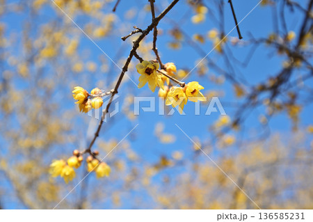 春の訪れを告げる梅の花 春の訪れを告げる梅の花 136585231