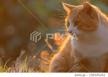 夕日を見つめる猫 夕日を見つめる猫 136585262