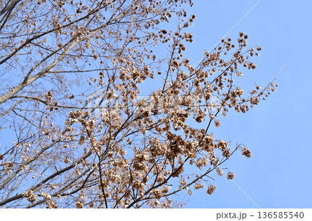 ニワウルシ(ニガキ科)落葉広葉樹の枯れ葉 ニワウルシ(ニガキ科)落葉広葉樹の枯れ葉 136585540