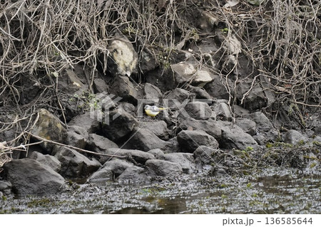 自然 自然 136585644