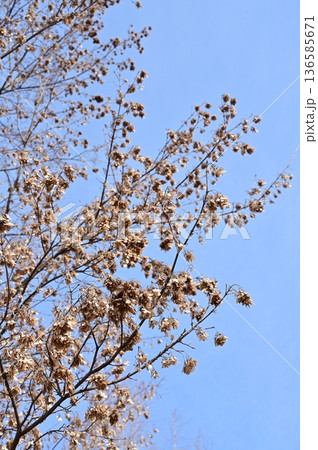 ニワウルシ（ニガキ科）落葉広葉樹の枯れ葉 136585671