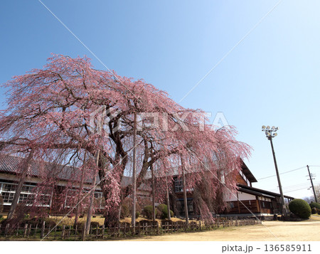 青空に映える枝垂れ桜 136585911