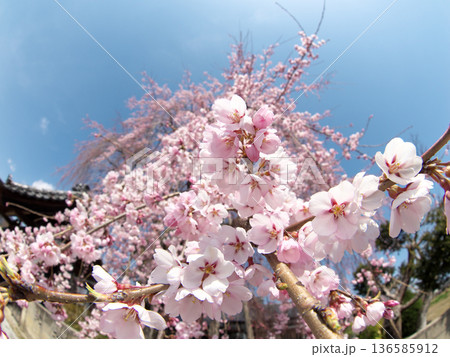 日本のしだれ桜 136585912