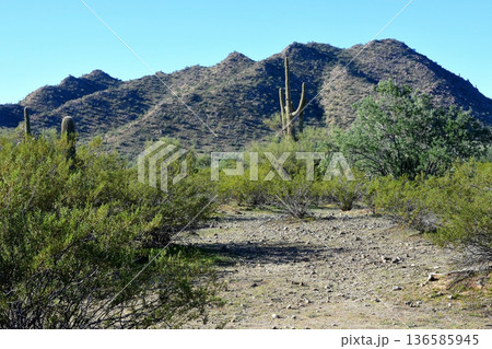 Winter San Tan Mountains Sonoran Desert Arizona Winter San Tan Mountains Sonoran Desert Arizona 136585945