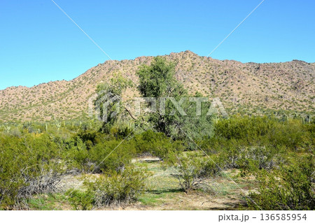 Winter San Tan Mountains Sonoran Desert Arizona Winter San Tan Mountains Sonoran Desert Arizona 136585954