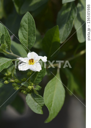 Potato bush Potato bush 136585986