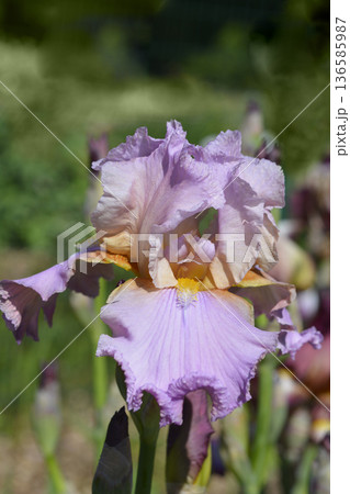 Tall bearded iris Laurie Tall bearded iris Laurie 136585987
