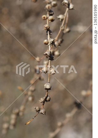 Shrubby yellowcrest Shrubby yellowcrest 136585990
