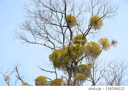 ヤドリギ（ビャクダン科）半寄生植物 136586222