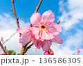 春の空に映える沖縄のいちばん桜 136586305