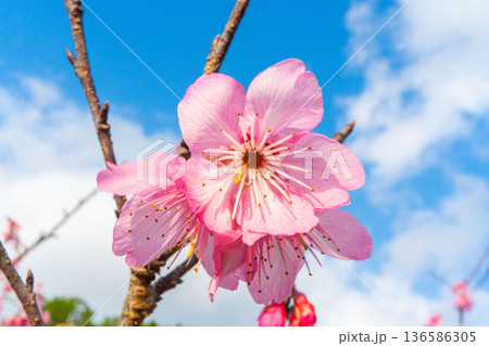 春の空に映える沖縄のいちばん桜 春の空に映える沖縄のいちばん桜 136586305
