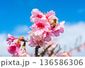沖縄のいちばん桜とミツバチ・今帰仁城跡・寒緋桜(A) 136586306