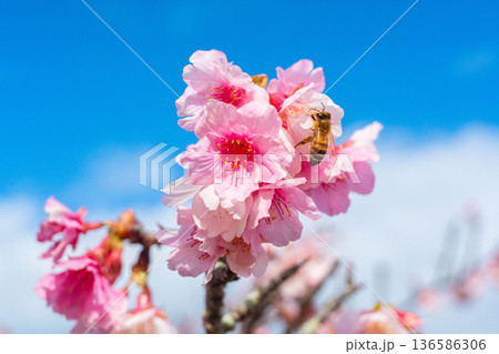 沖縄のいちばん桜とミツバチ・今帰仁城跡・寒緋桜(A) 136586306