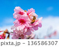 沖縄のいちばん桜とミツバチ・今帰仁城跡・寒緋桜(B) 136586307