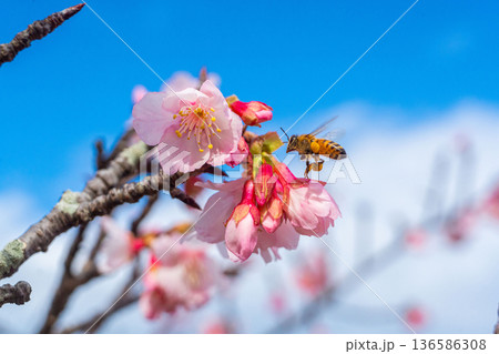 沖縄のいちばん桜とミツバチ・今帰仁城跡・寒緋桜(C) 沖縄のいちばん桜とミツバチ・今帰仁城跡・寒緋桜(C) 136586308