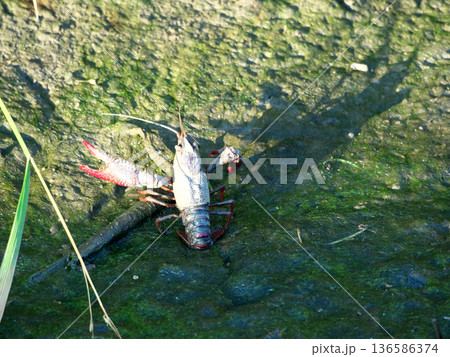水辺にいたザリガニ 136586374
