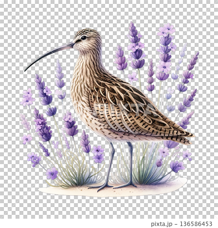 Bird with flower, lavender, nature, wildlife, detailed illustration 136586453