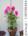 Pink dahlias in a pot. Several blooming flowers and buds of a single plant, with green leaves, are tied to a bamboo support, grow in an unfinished clay pot against a plain white wall on the terrace. 136586464