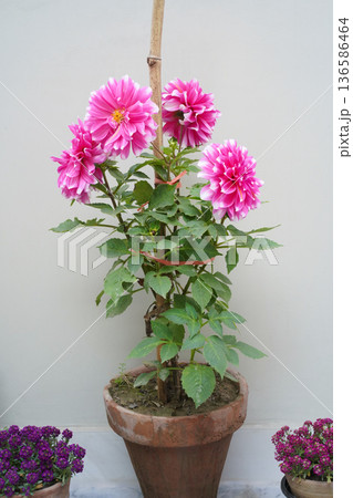 Pink dahlias in a pot. Several blooming flowers and buds of a single plant, with green leaves, are tied to a bamboo support, grow in an unfinished clay pot against a plain white wall on the terrace. Pink dahlias in a pot. Several blooming flowers and buds of a single plant, with green leaves, are tied to a bamboo support, grow in an unfinished clay pot against a plain white wall on the terrace. 136586464