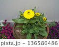 Yellow calendula flowers and buds grow in a pot against a light gray monochrome background. Close-up of a potted healthy medicinal plant blooms alongside red and purple plants on a terrace or balcony. 136586486