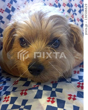 見つめるわんこ 136586629