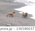 海岸を歩く犬 136586637