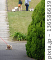 公園で遊ぶ犬 136586639