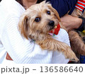 抱っこされる小型犬 136586640