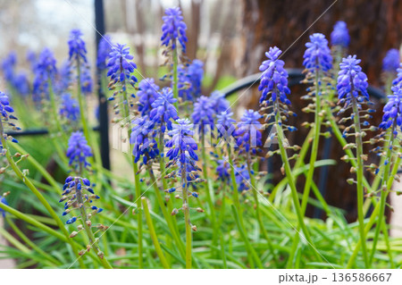 Blue Muscari flowers, Muscari armeniacum, Grape Hyacinths blooming in spring meadow or garden 136586667
