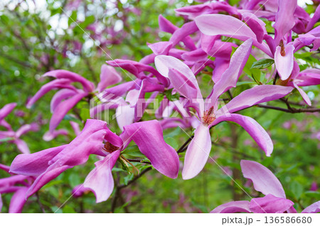 Pink Magnolia stellata Rosea flowers blooming on branches in spring green garden background Pink Magnolia stellata Rosea flowers blooming on branches in spring green garden background 136586680