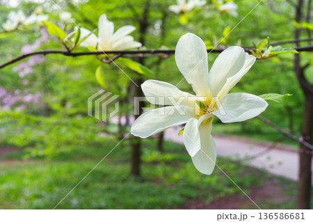White Magnolia stellata Royal Star flower blooming on tree branch in spring garden background White Magnolia stellata Royal Star flower blooming on tree branch in spring garden background 136586681